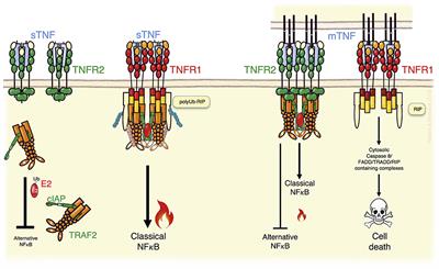 Targeting Regulatory T Cells by Addressing Tumor Necrosis Factor and Its Receptors in Allogeneic Hematopoietic Cell Transplantation and Cancer